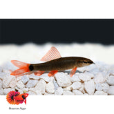 Rainbow Shark